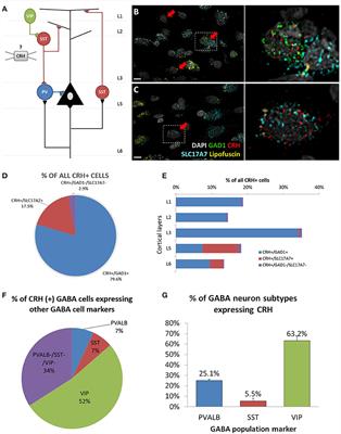 Lower Levels of GABAergic Function Markers in Corticotropin-Releasing Hormone-Expressing Neurons in the sgACC of Human Subjects With Depression